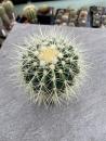 Echinocactus grusonii alba